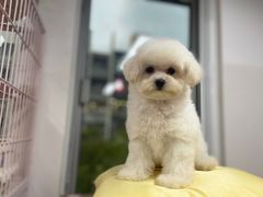 -萌宠之家·腊肠犬·马尔泰·小体犬舍