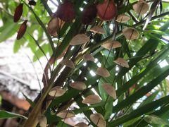 -Jungle Kitchen
