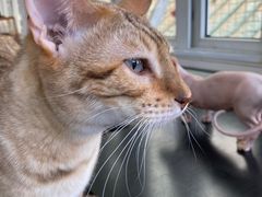 -猫小院猫主题咖啡厅(北锣店)