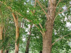 -长白岛森林公园