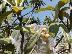 -中国移动南方基地