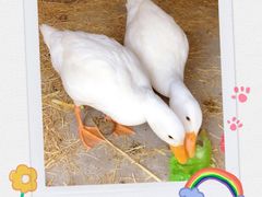 -前小桔亲子创意农场·草莓采摘·露营烧烤