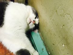 -猫咪博物馆(顶澳仔猫街店)