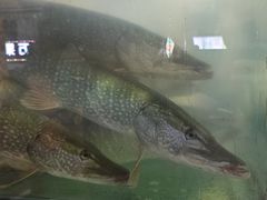 -煲来饱去冷水鱼