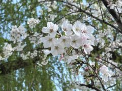 -羊山湖公园