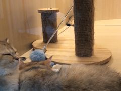 -momokira米努特·德文卷毛猫·棉花面纱犬