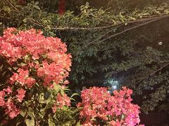 -荔湾湖公园
