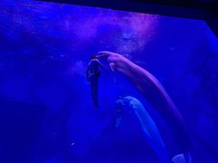 -上海海昌海洋公园-冰山北极馆