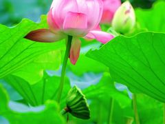 -陈家山荷花公园