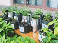 -大塘金香草谷