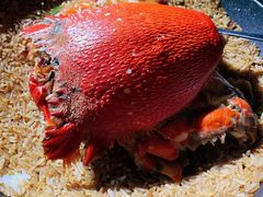 泰米蟹饭-汤记传菜(秀浦路店)