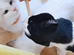 -猫咪派对(江南西店)