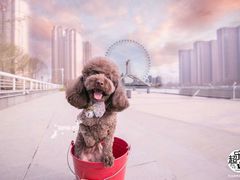 -超宠爱宠物摄影-Super pet