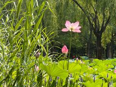 -洛阳市隋唐城遗址植物园