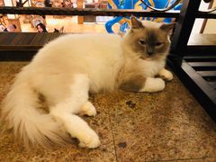 -more than meow吴止猫主题餐厅(承德 中船汇店)