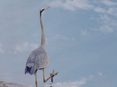 -福田红树林生态公园