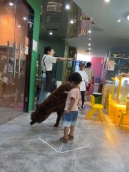 -神奇动物撸宠馆·羊驼·小浣熊·异宠(豫园店)