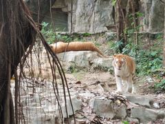 -广州长隆野生动物世界