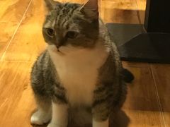 -喵园·猫主题咖啡厅·撸猫·猫咖(国贸店)