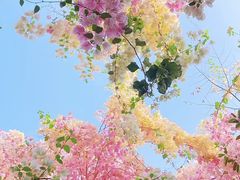 -深圳国际园林花卉博览园