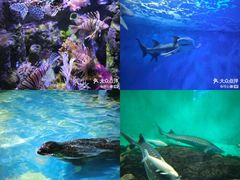 -太平洋海底世界