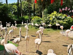 -广州长隆飞鸟乐园