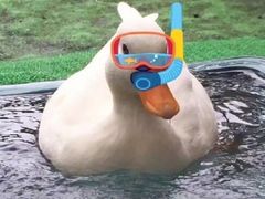 -王老实筋头巴脑锅里壮(泊头店)