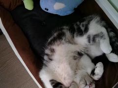 -东方名猫馆·英短金渐层布偶猫舍(环线广场1号楼店)