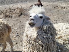 -新疆天山野生动物园