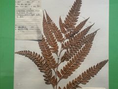 -四川大学博物馆