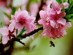 -南汇桃花村