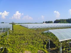 -白鹿原葡萄主题公园