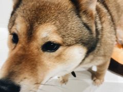 -柴务处·柴犬主题狗咖
