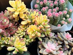 -双季花艺园艺市场(浦东店)
