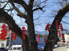 -大树下饭店(春晓镇慈岙社区卫生服务站南)