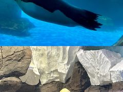 -海合安武汉极地海洋公园