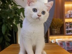 -山宅一喵德文卷毛猫舍