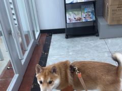 -艾贝尔宠物医院·宠保定点·超声绝育·免疫点(樱花路店)