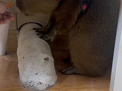 -北京观赏动物医院·24小时大型综合·猫专科·异宠专科