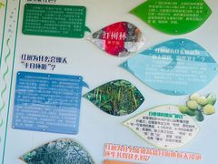 -北海金海湾红树林生态旅游区