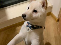 -柴犬小屋·柴餐厅·狗咖食堂(金鼎广场店)