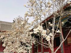 -天津大悲禅院