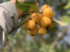 -塘栖枇杷特色园区