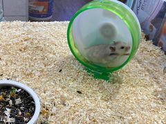 -酷以爬仙阁实体爬宠店·守宫·蜥蜴·专业繁育