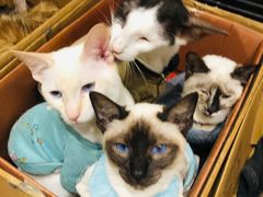 -猫色咖啡·猫咖