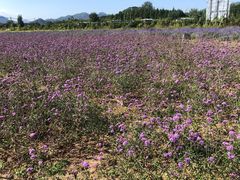 -北京东方普罗旺斯薰衣草庄园