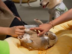 -逗柴咖啡屋·狗咖猫咖宠物桌游