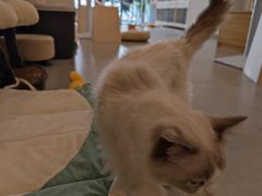 -有喵·猫咖·狗咖·30几只猫10只小狗(岗厦店)