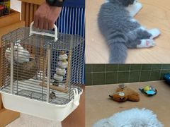 -帕帕拉兹宠物(亚洲旗舰店)