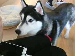 -Husky Go! 哈士奇体验馆·宠物咖啡厅狗咖